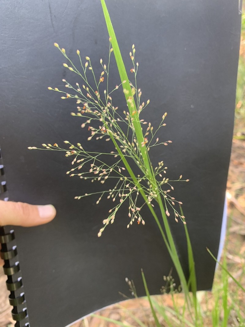 Panicum effusum photo 5