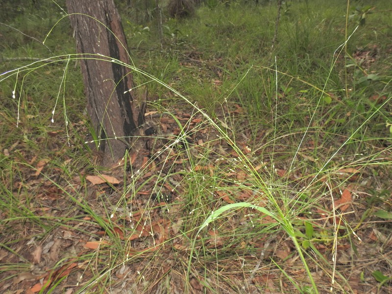 Panicum effusum photo 6