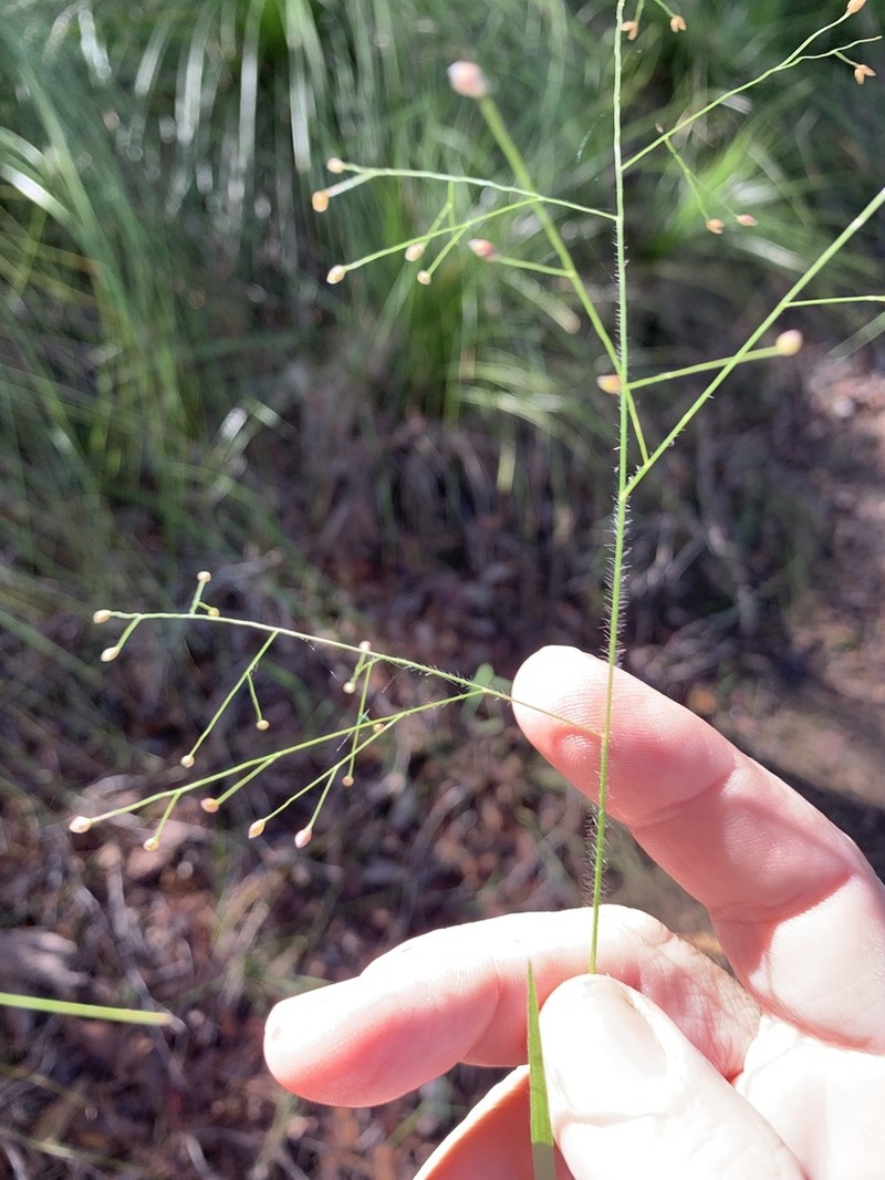 Panicum effusum photo 7
