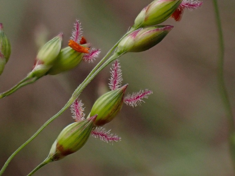 Panicum elegantissimum photo 2
