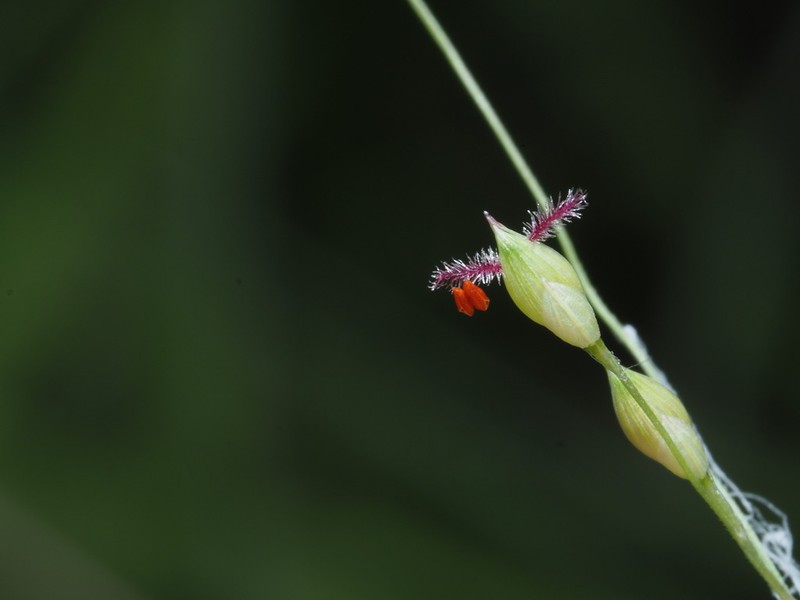 Panicum elegantissimum photo 3