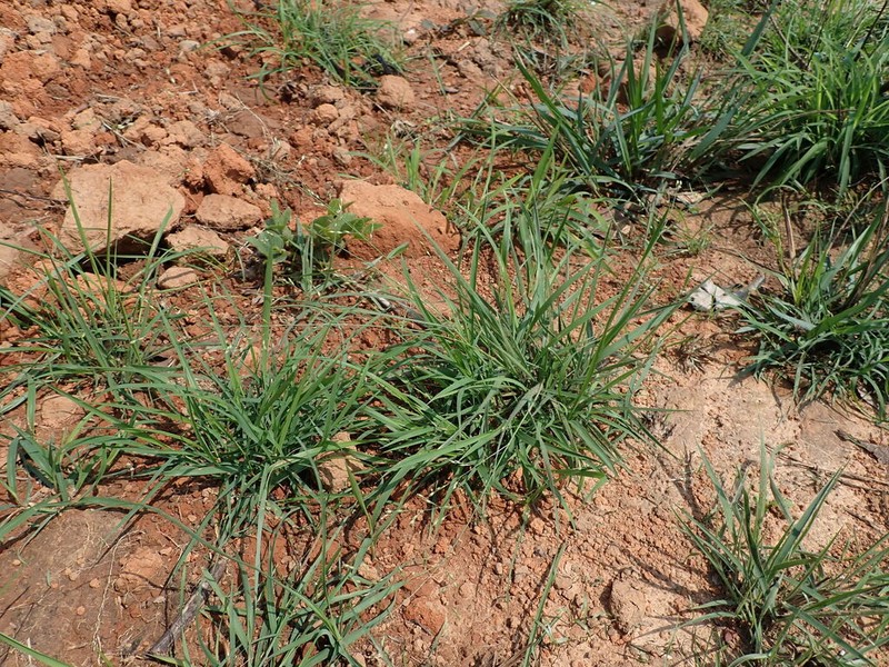 Panicum elegantissimum photo 4
