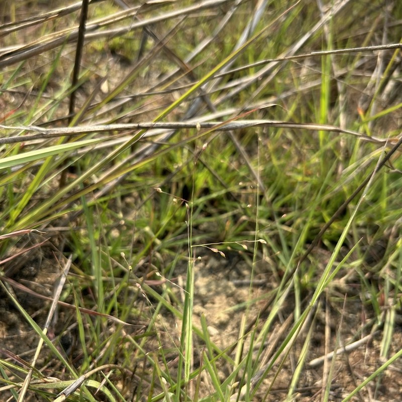 Panicum elegantissimum photo 5