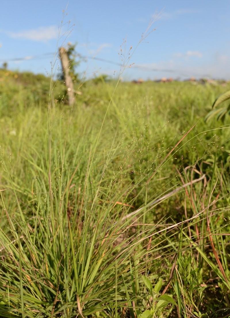 Panicum elegantissimum photo 6