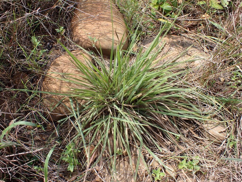 Panicum elegantissimum photo 7