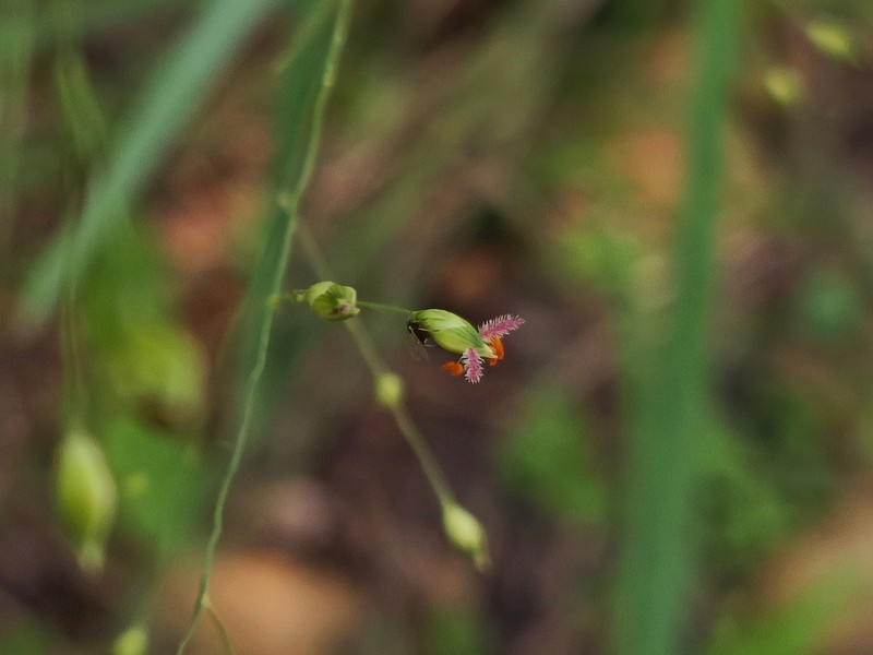 Panicum elegantissimum photo 8