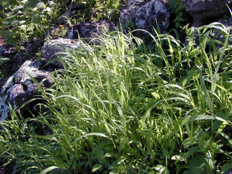 Kakonakona photo 3