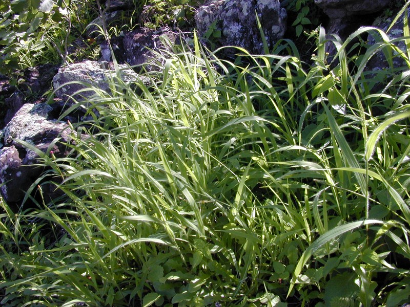 Kakonakona photo 4