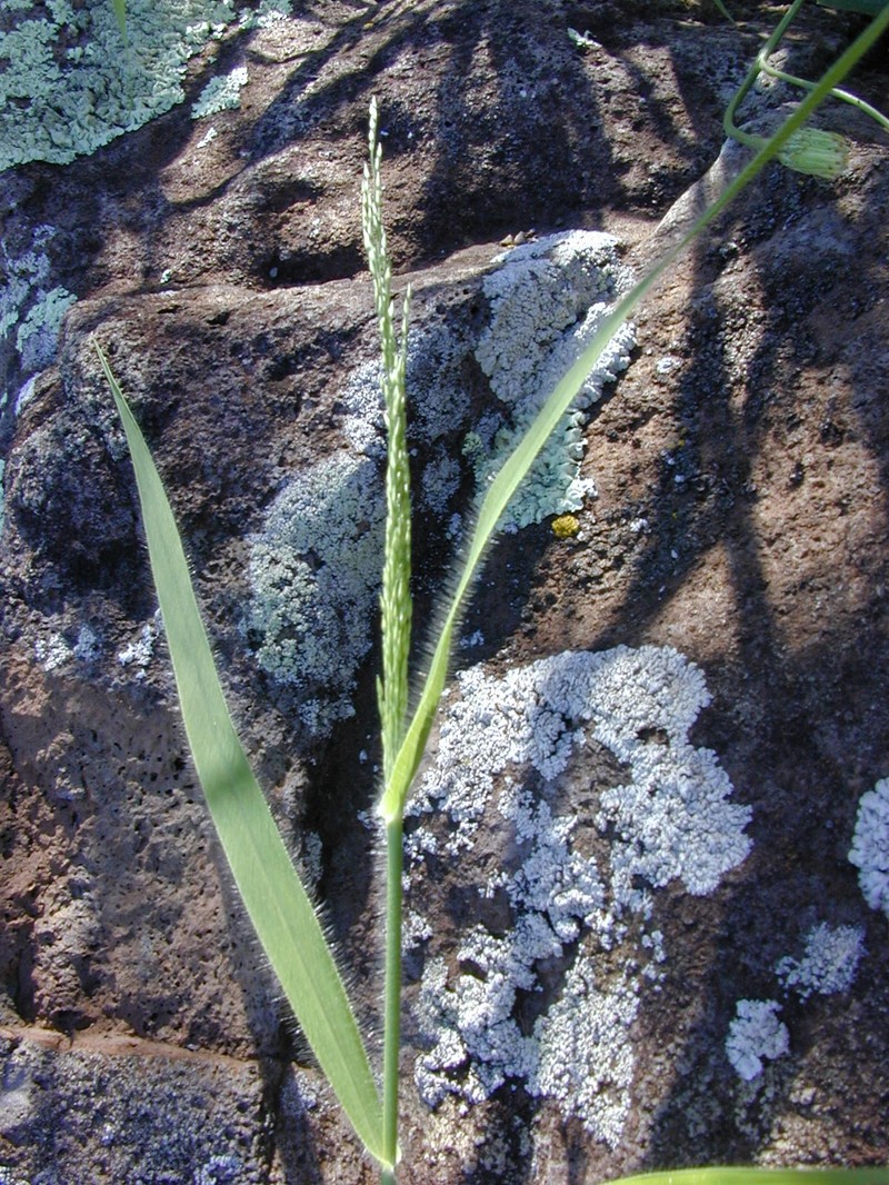Kakonakona photo 5