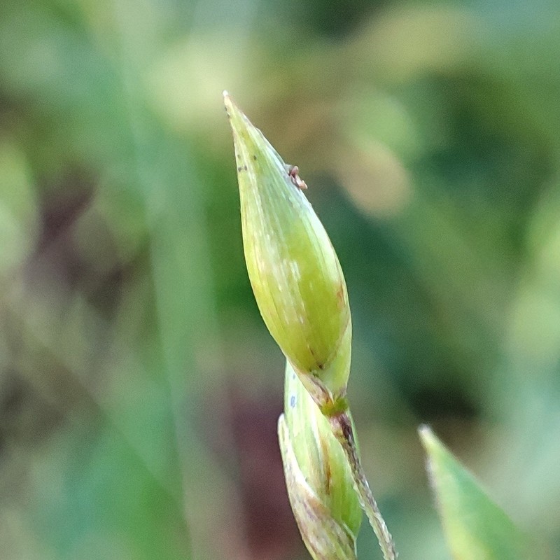 Panicum exiguum photo 2