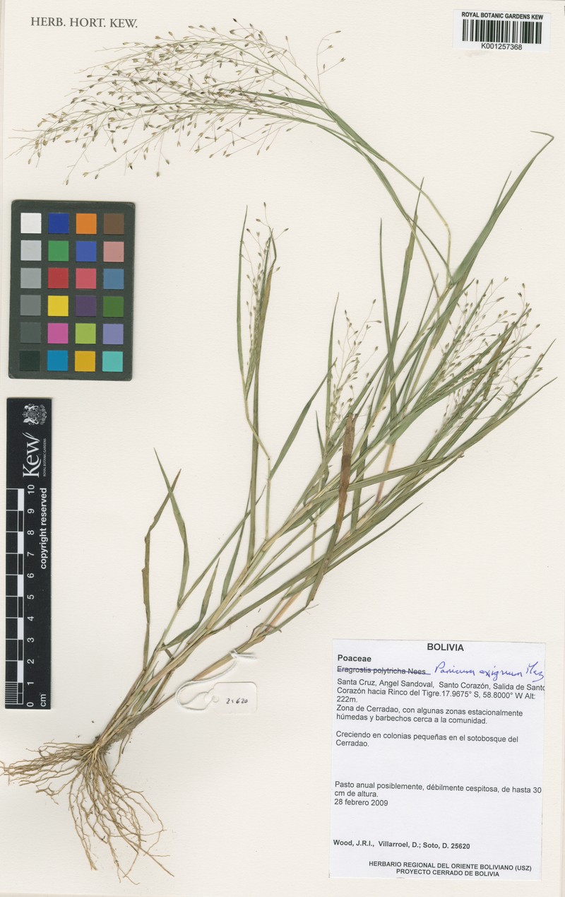 Panicum exiguum photo 3