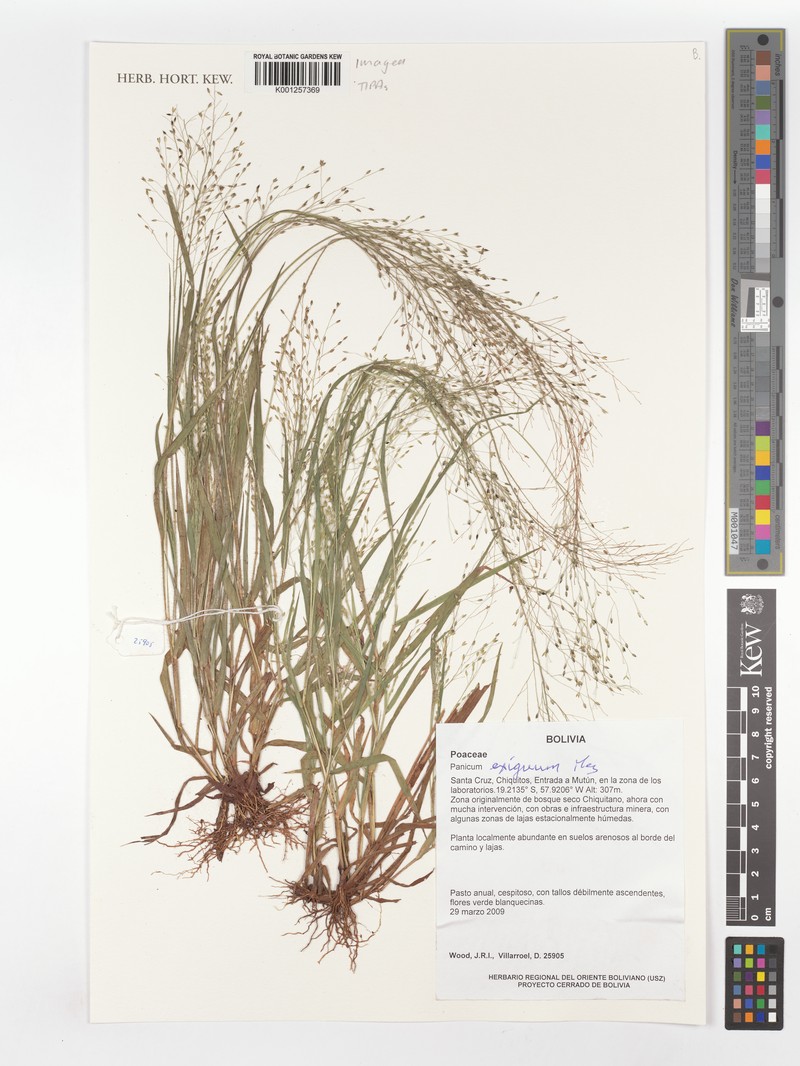 Panicum exiguum photo 4