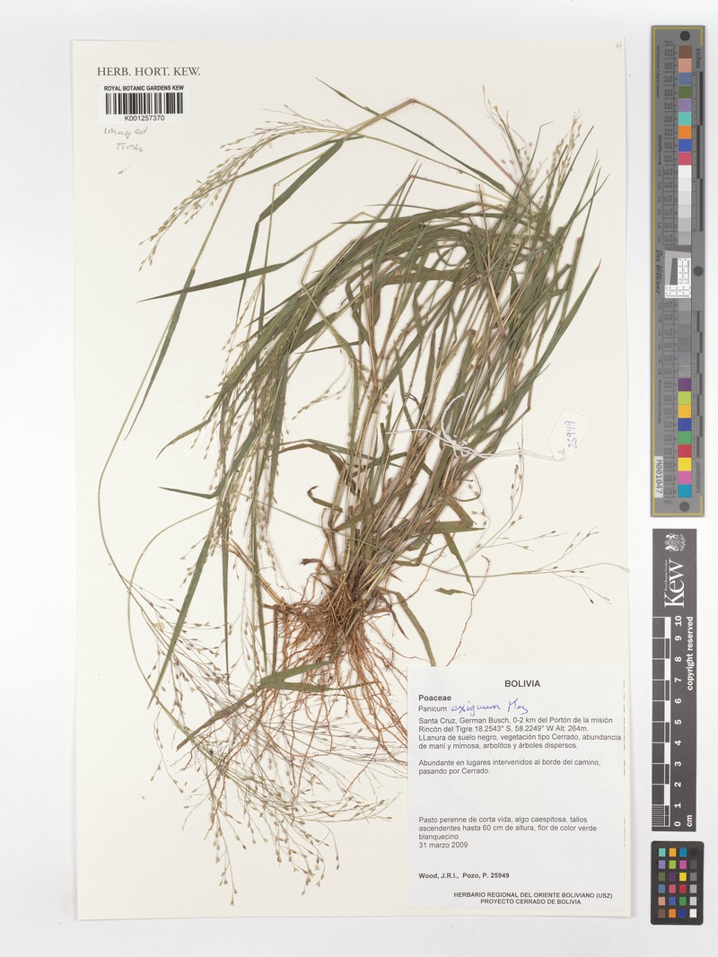 Panicum exiguum photo 5