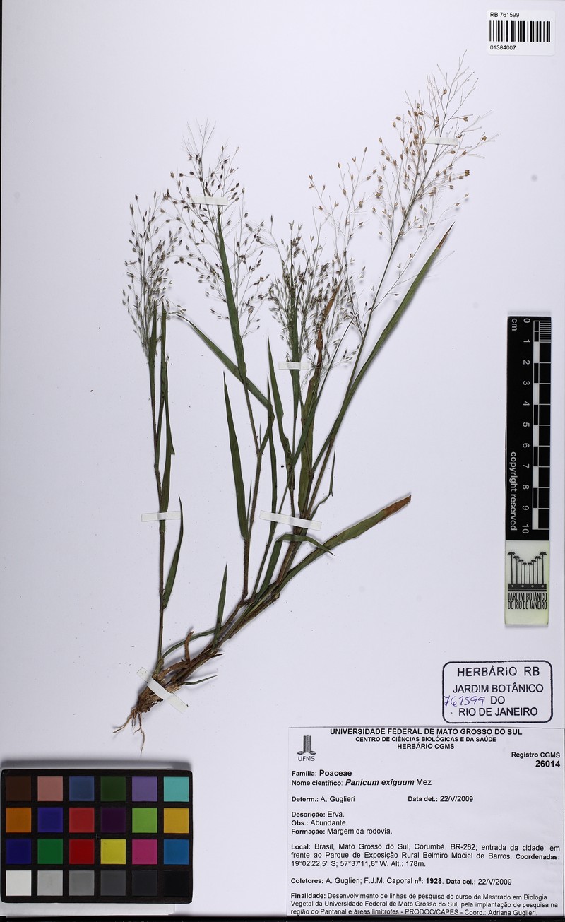 Panicum exiguum photo 6