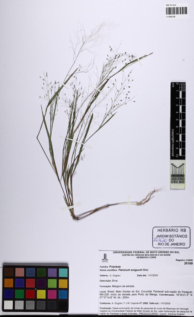 Panicum exiguum photo 7