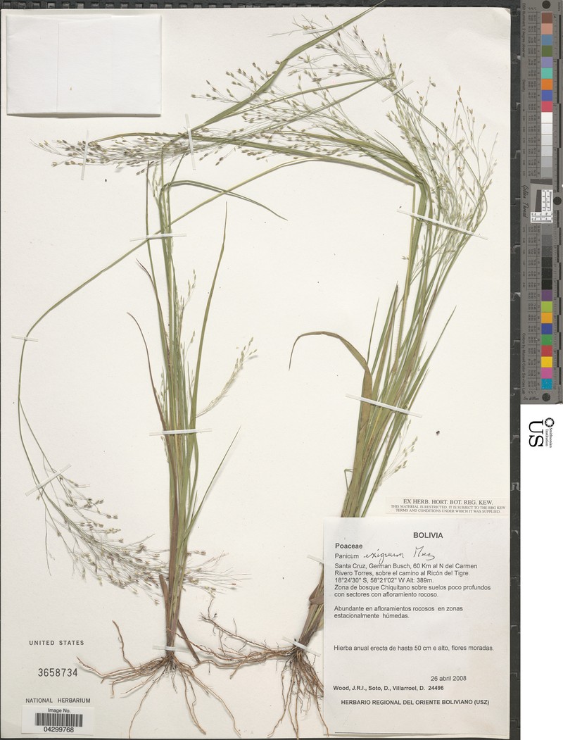 Panicum exiguum photo 8