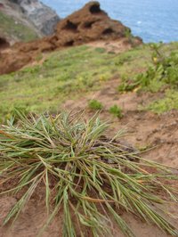 Faurie's Panicgrass