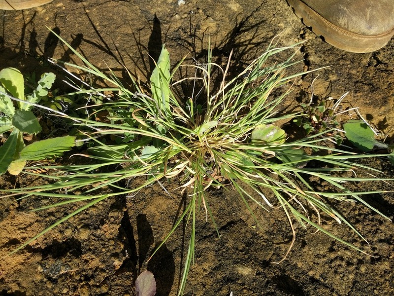 Faurie's Panicgrass photo 2