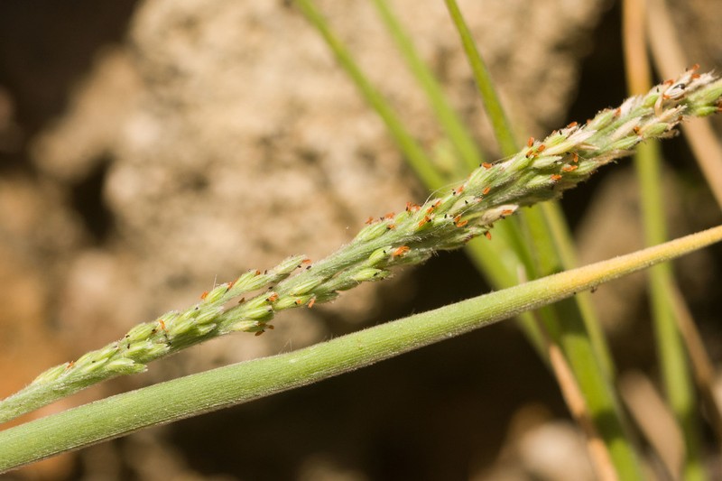 Faurie's Panicgrass photo 3