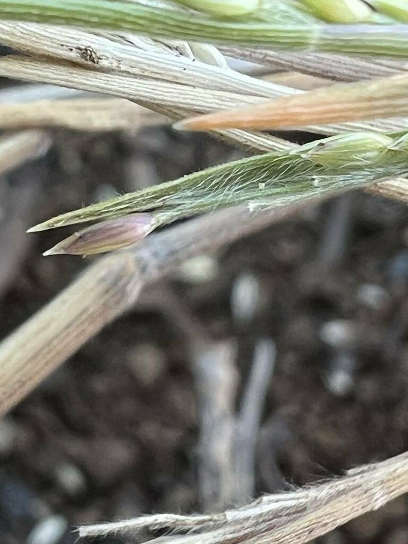 Faurie's Panicgrass photo 5