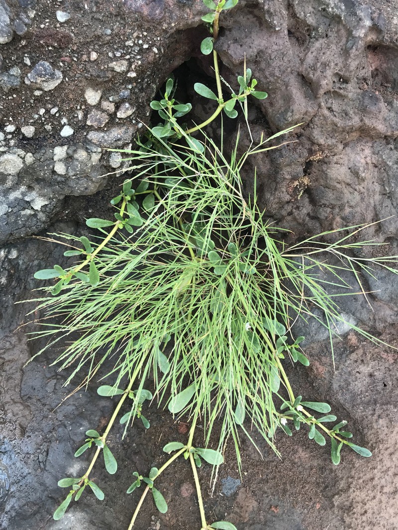 Faurie's Panicgrass photo 6