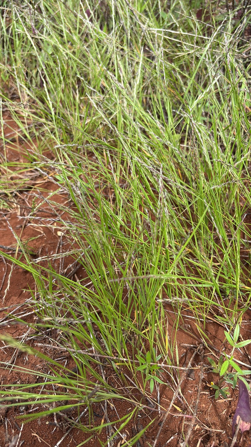 Faurie's Panicgrass photo 7