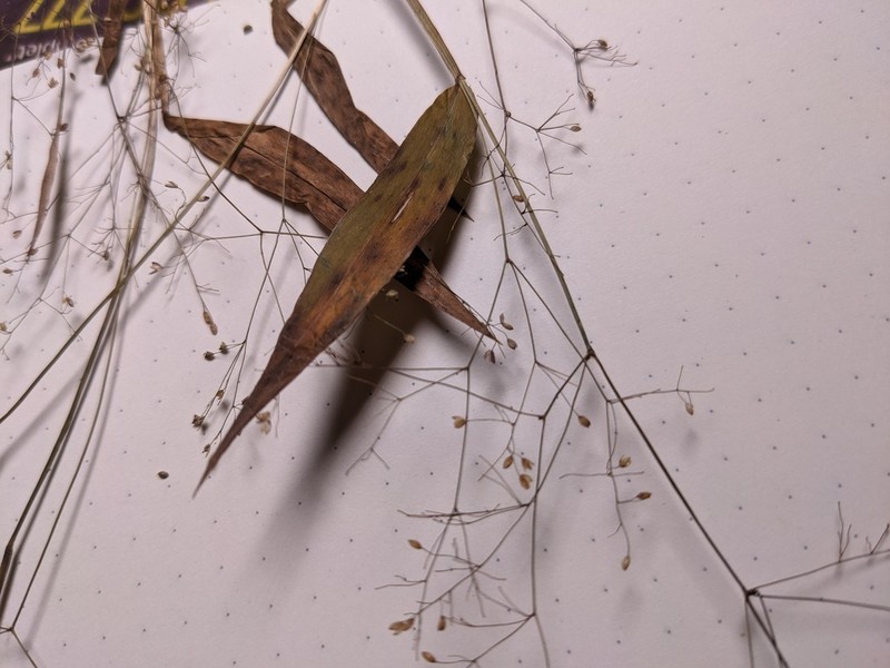 Panicum flacourtii