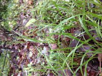 Wiry Panicgrass
