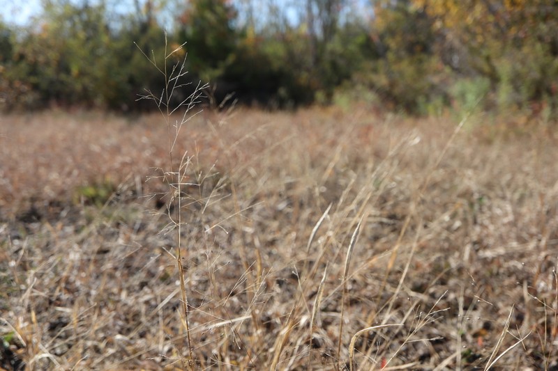 Wiry Panicgrass photo 3
