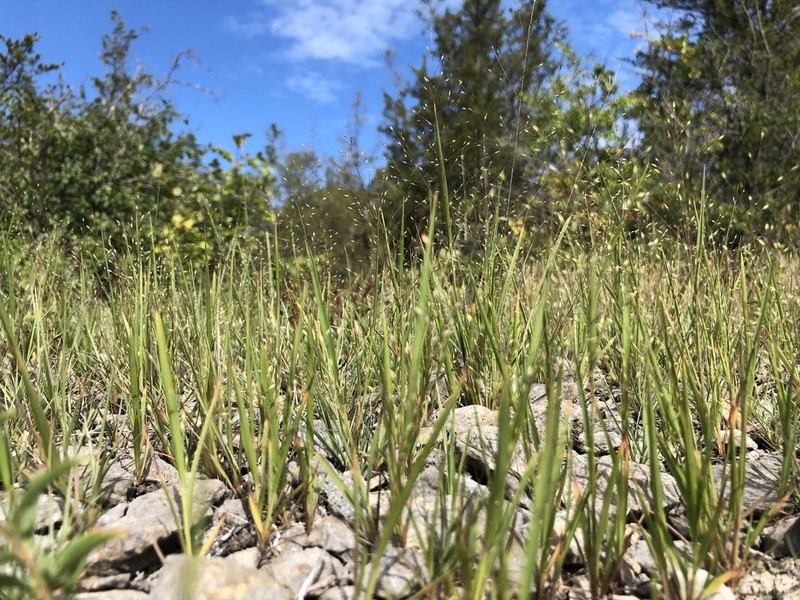 Wiry Panicgrass photo 4