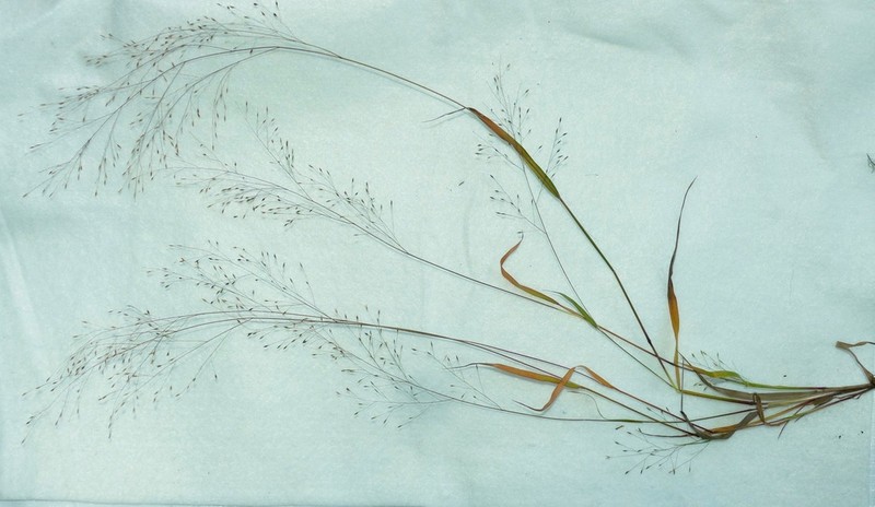 Wiry Panicgrass photo 5