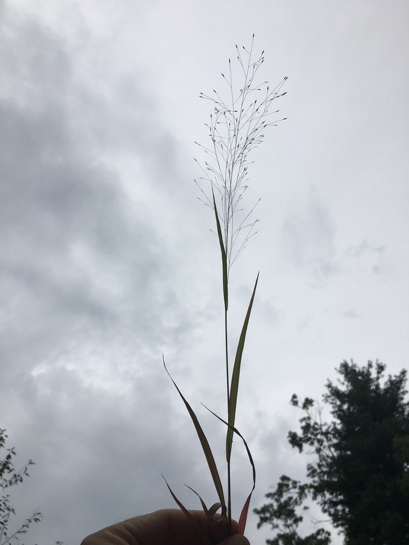 Wiry Panicgrass photo 6