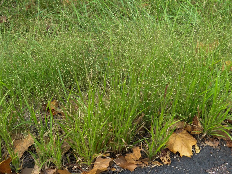 Wiry Panicgrass photo 7