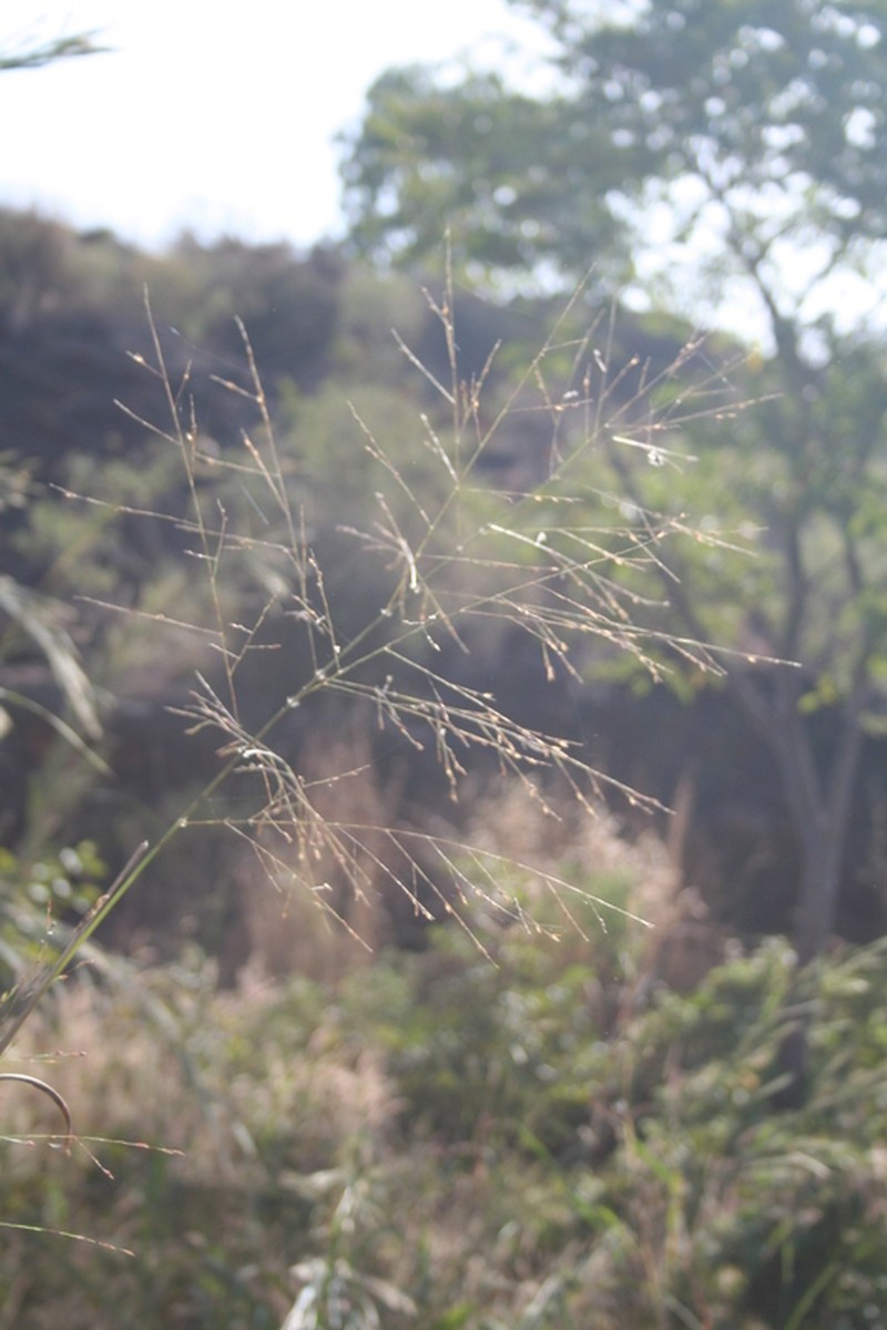 Panicum fluviicola