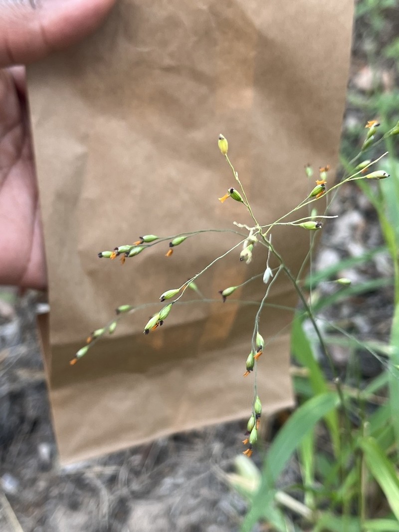 Panicum fluviicola photo 2