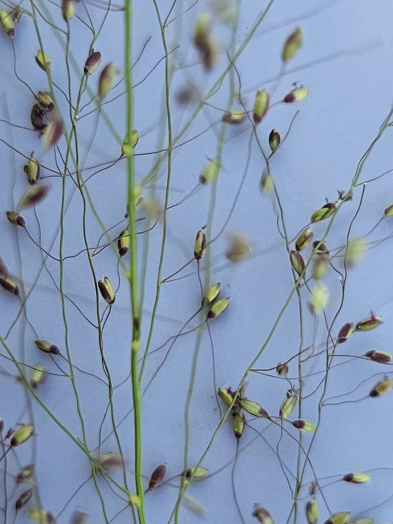 Panicum fluviicola photo 3