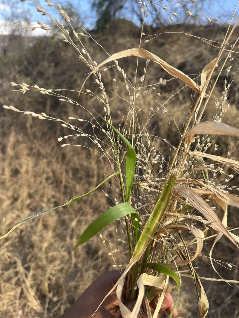 Panicum fluviicola photo 4