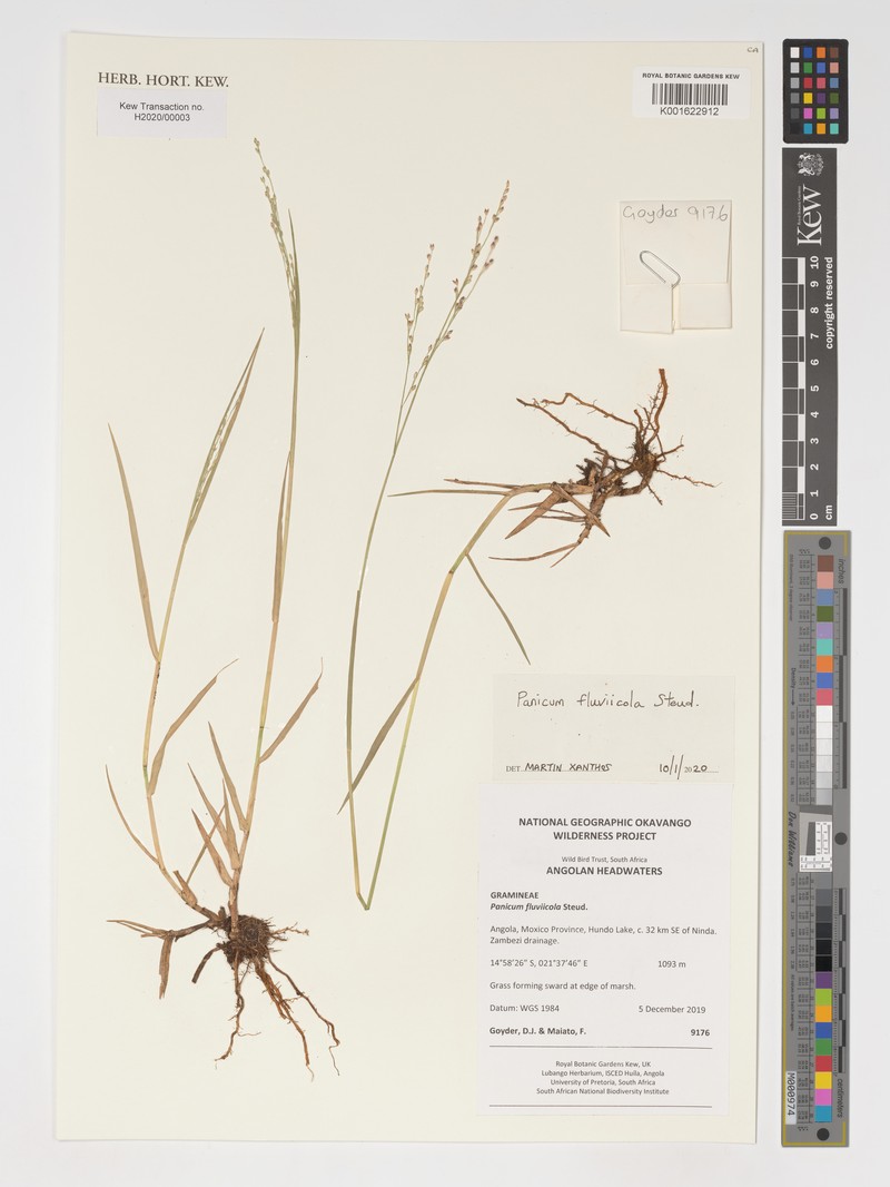 Panicum fluviicola photo 5