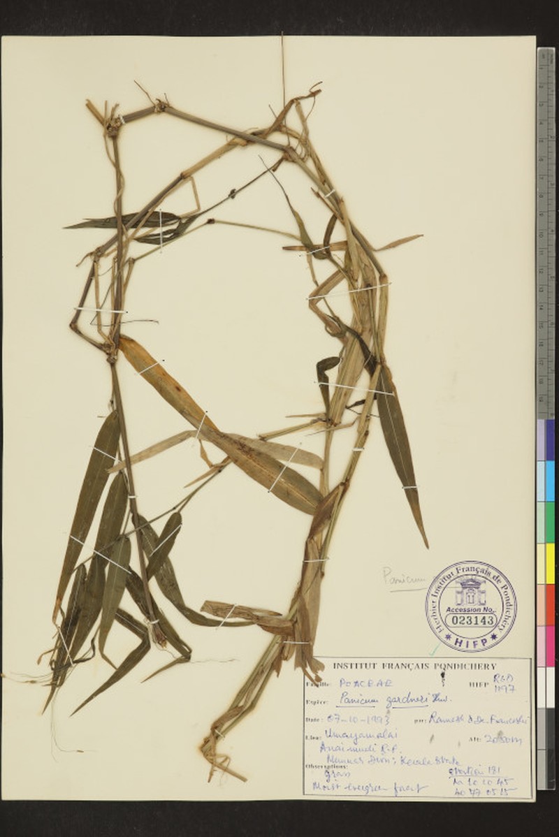 Panicum gardneri