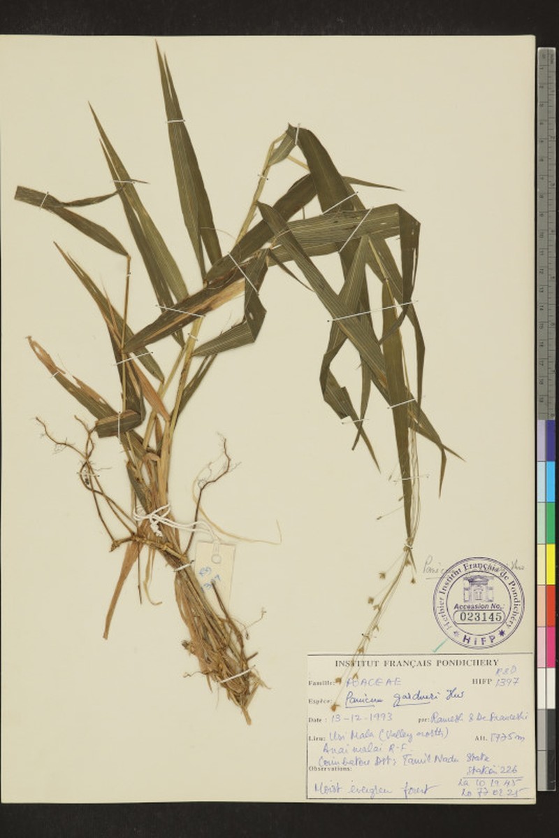 Panicum gardneri photo 3