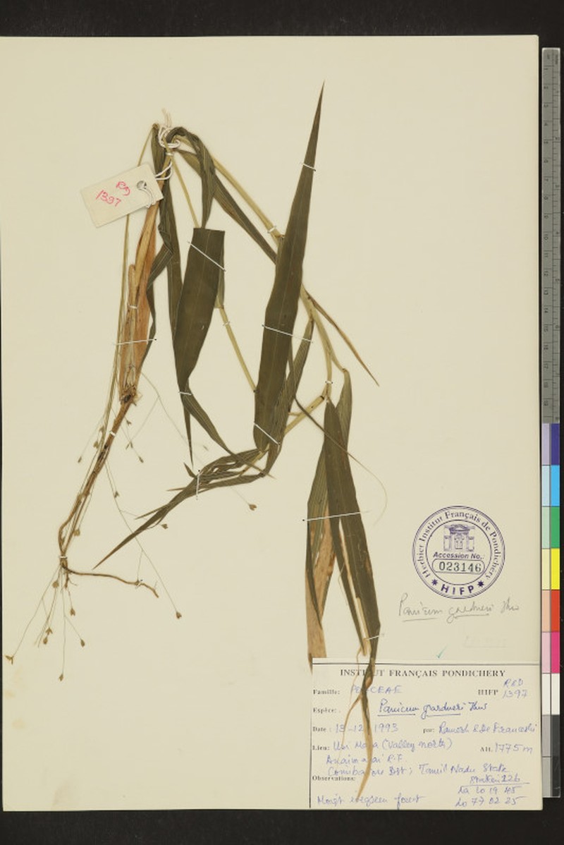 Panicum gardneri photo 4