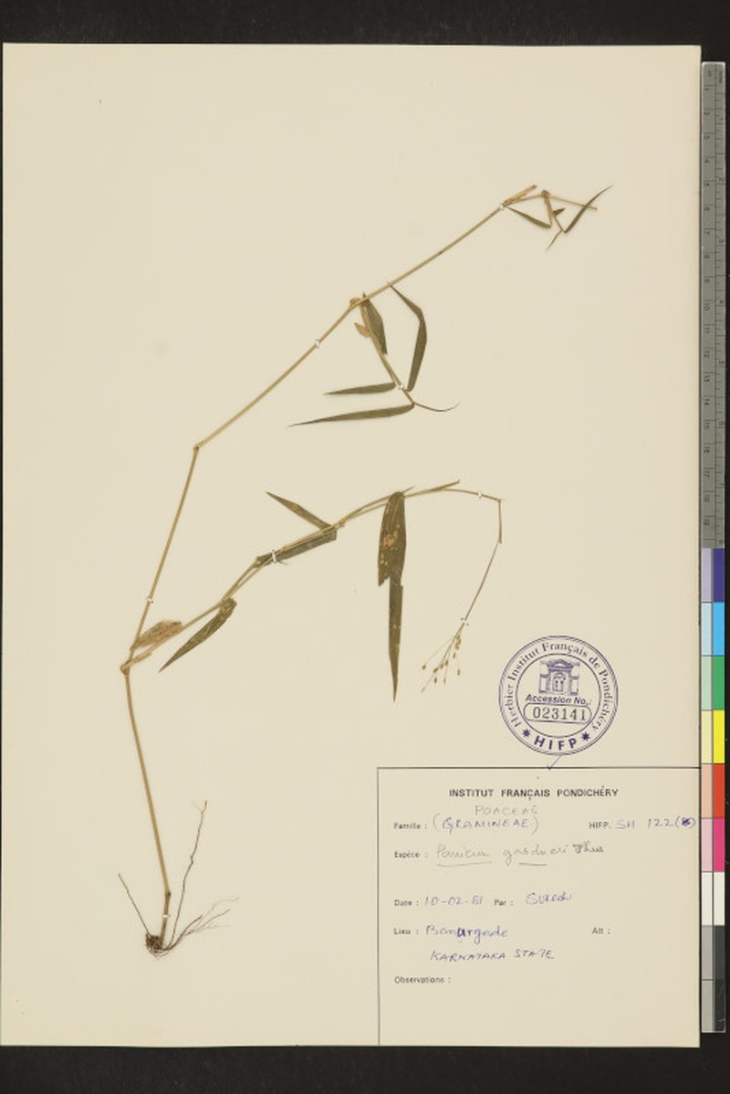 Panicum gardneri photo 5