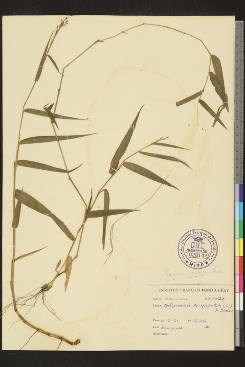 Panicum gardneri photo 6
