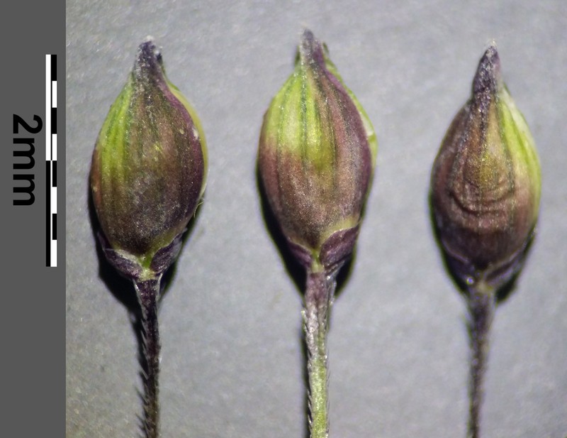 Gattinger's Panicgrass photo 2
