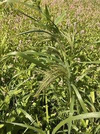 Gattinger's Panicgrass