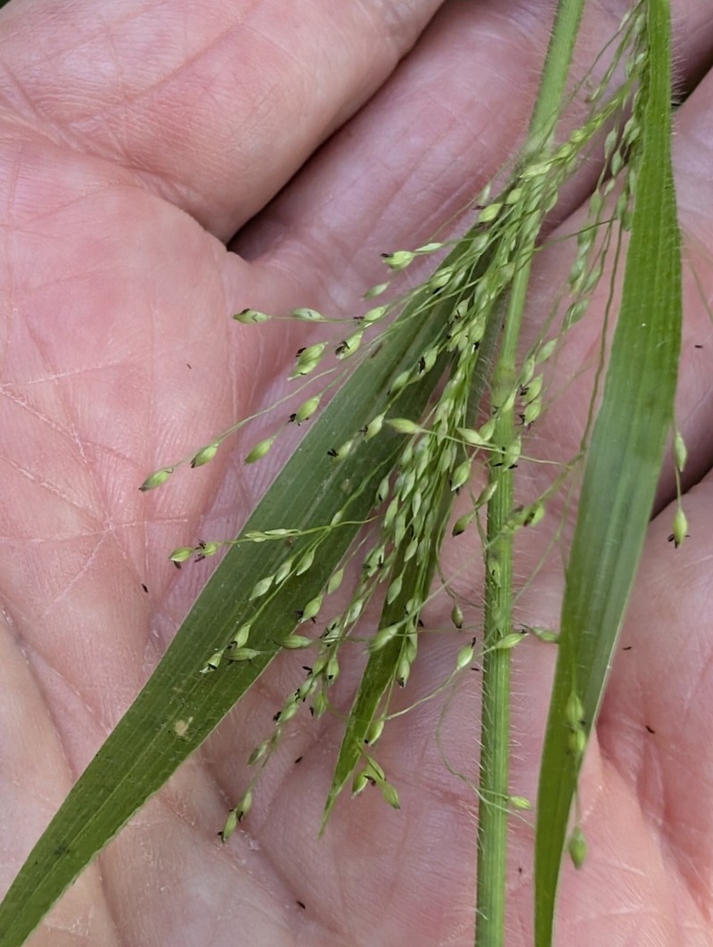 Gattinger's Panicgrass photo 2