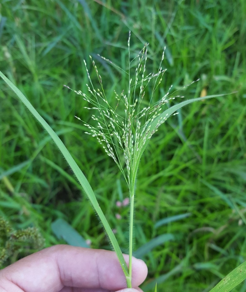 Gattinger's Panicgrass photo 3