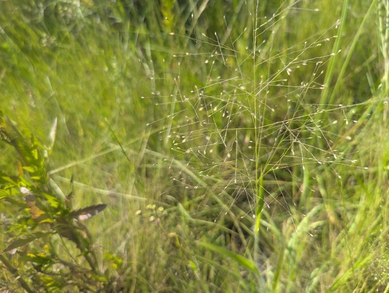 Gattinger's Panicgrass photo 4
