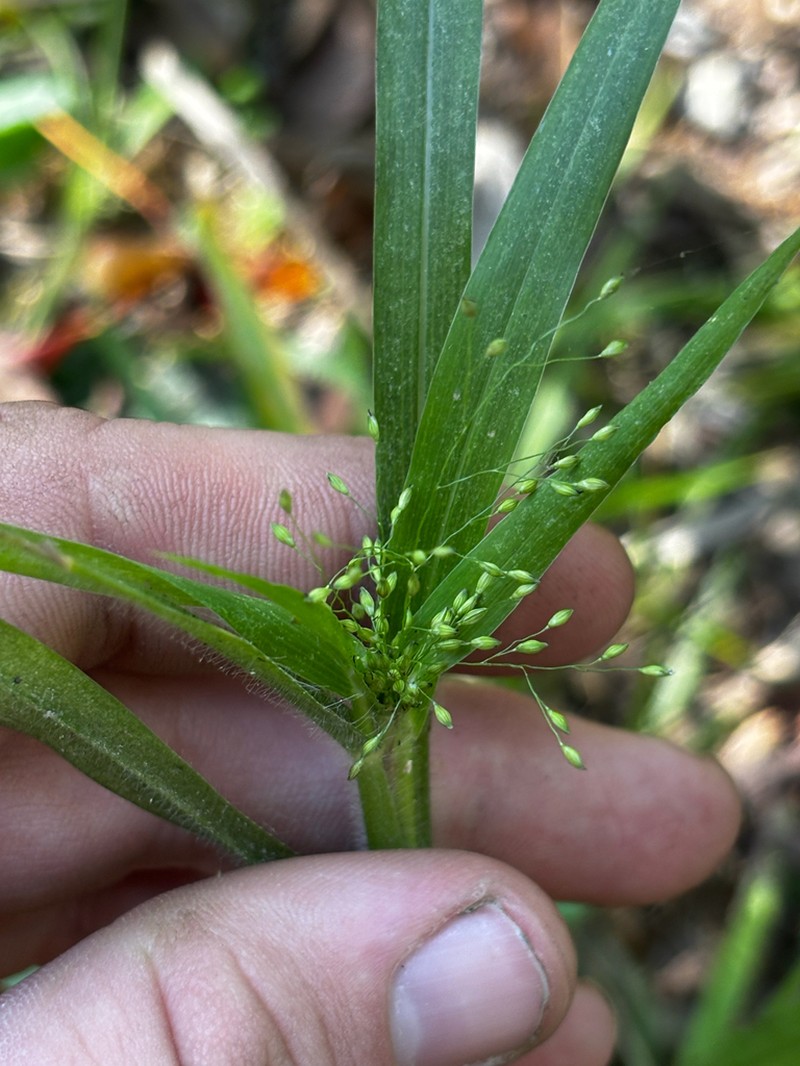 Gattinger's Panicgrass photo 5