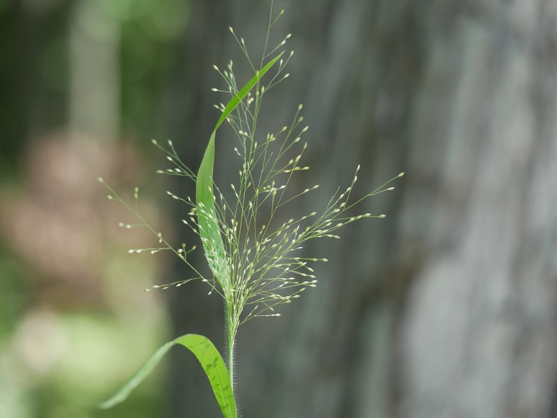 Gattinger's Panicgrass photo 6